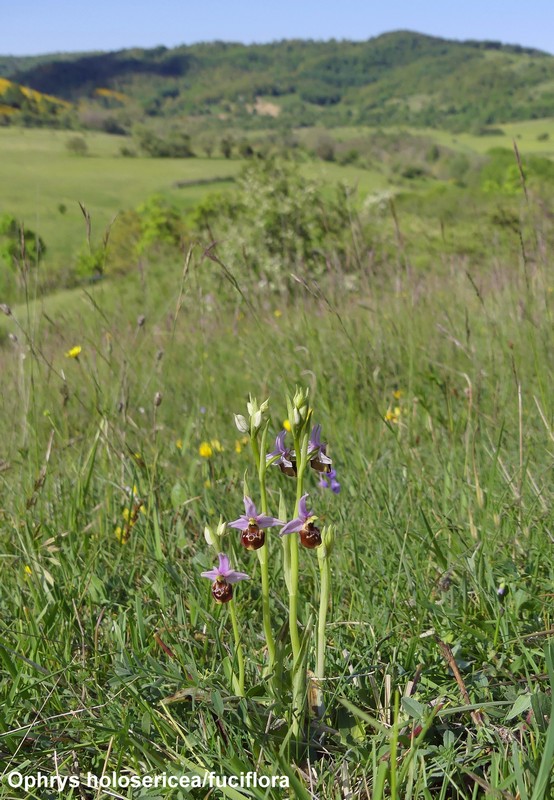 Le orchidee di Cardito, splendide praterie tra il reatino e laquilano.